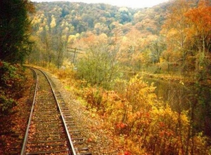 Лес в окне поезда
